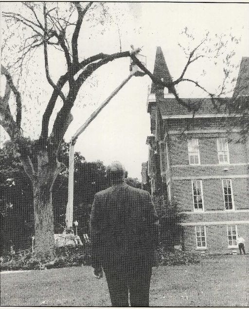 Chancellors elm.1980.jpg